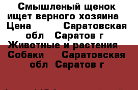 Смышленый щенок ищет верного хозяина › Цена ­ 100 - Саратовская обл., Саратов г. Животные и растения » Собаки   . Саратовская обл.,Саратов г.